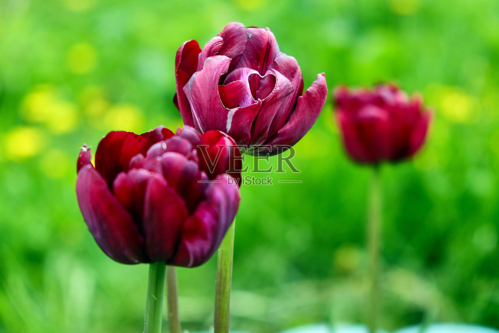 美丽的花朵在阳光下，作为背景照片摄影图片