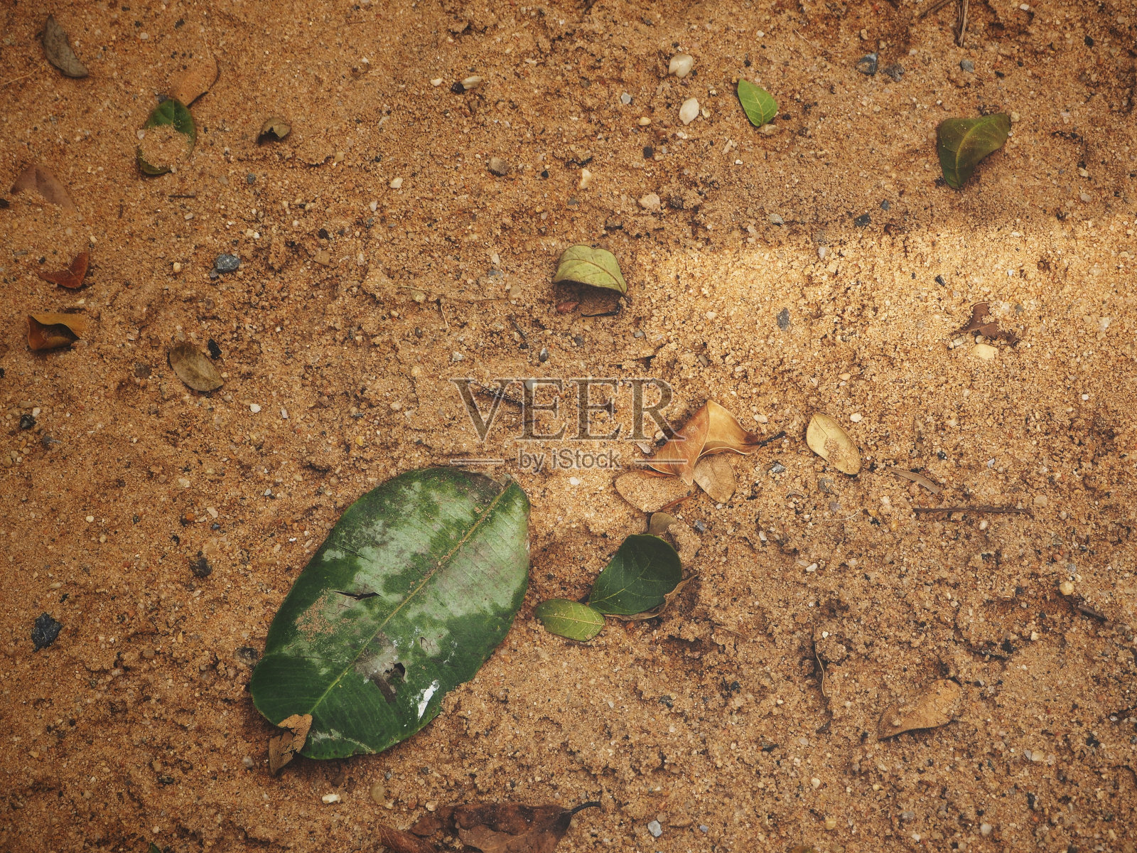 土壤上的绿叶照片摄影图片