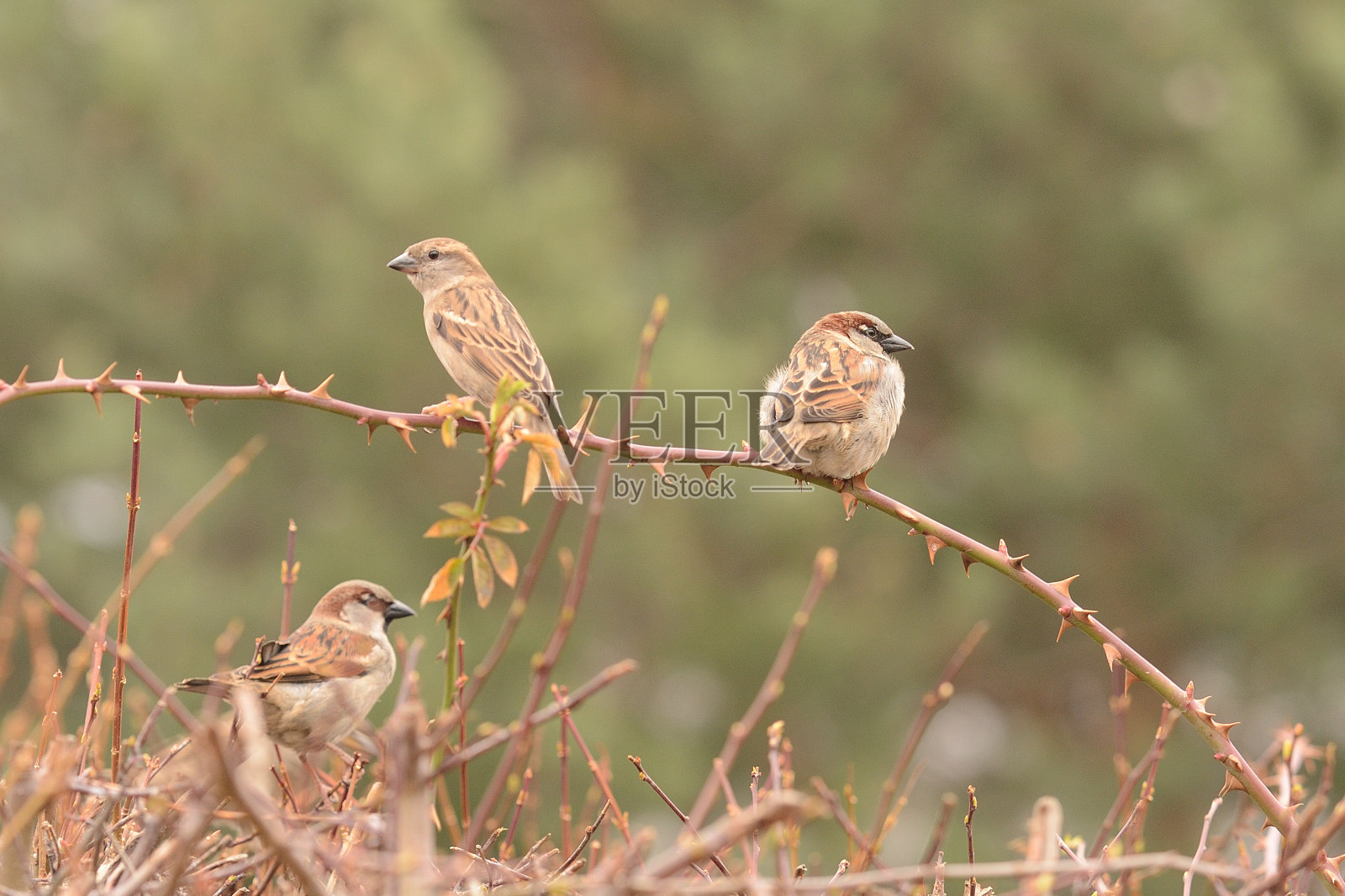 树枝上的麻雀(Passer domesticus)照片摄影图片