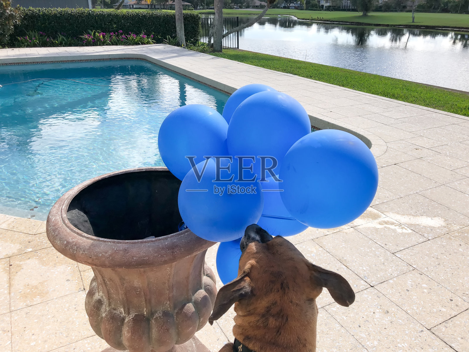 快乐的大狗玩气球照片摄影图片