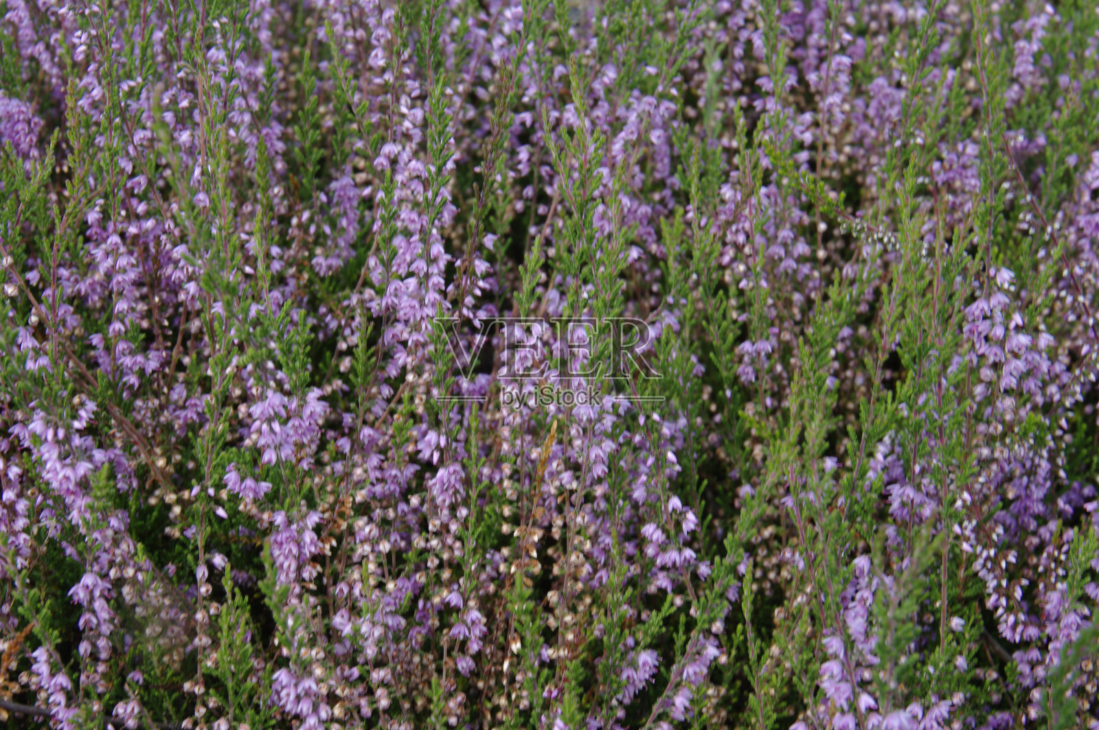 盛开的石南花照片摄影图片