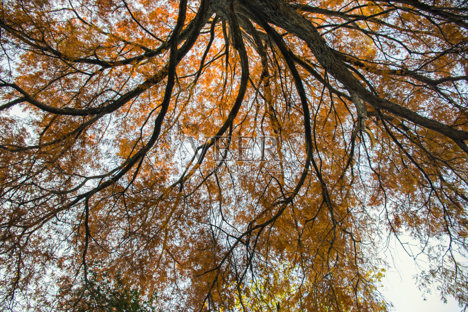 美丽的秋树，从下面往上看照片摄影图片