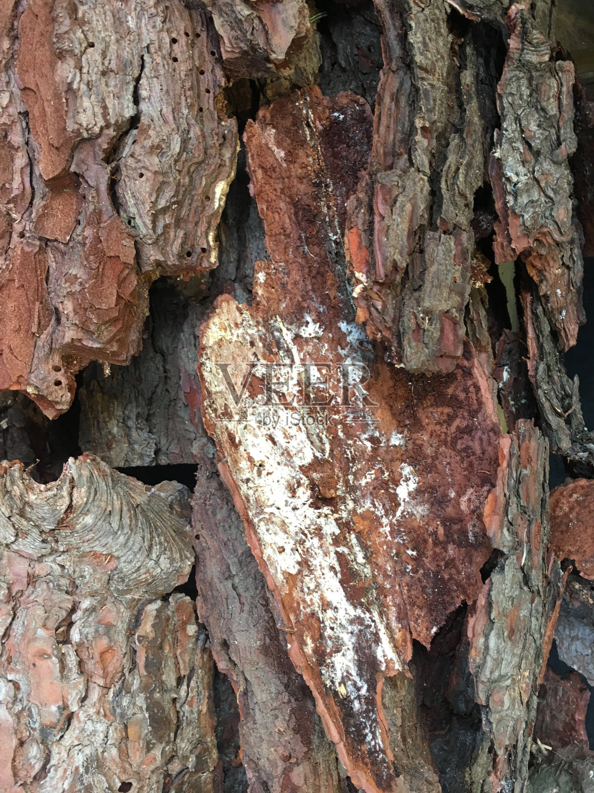 树皮特写背景与复制空间照片摄影图片