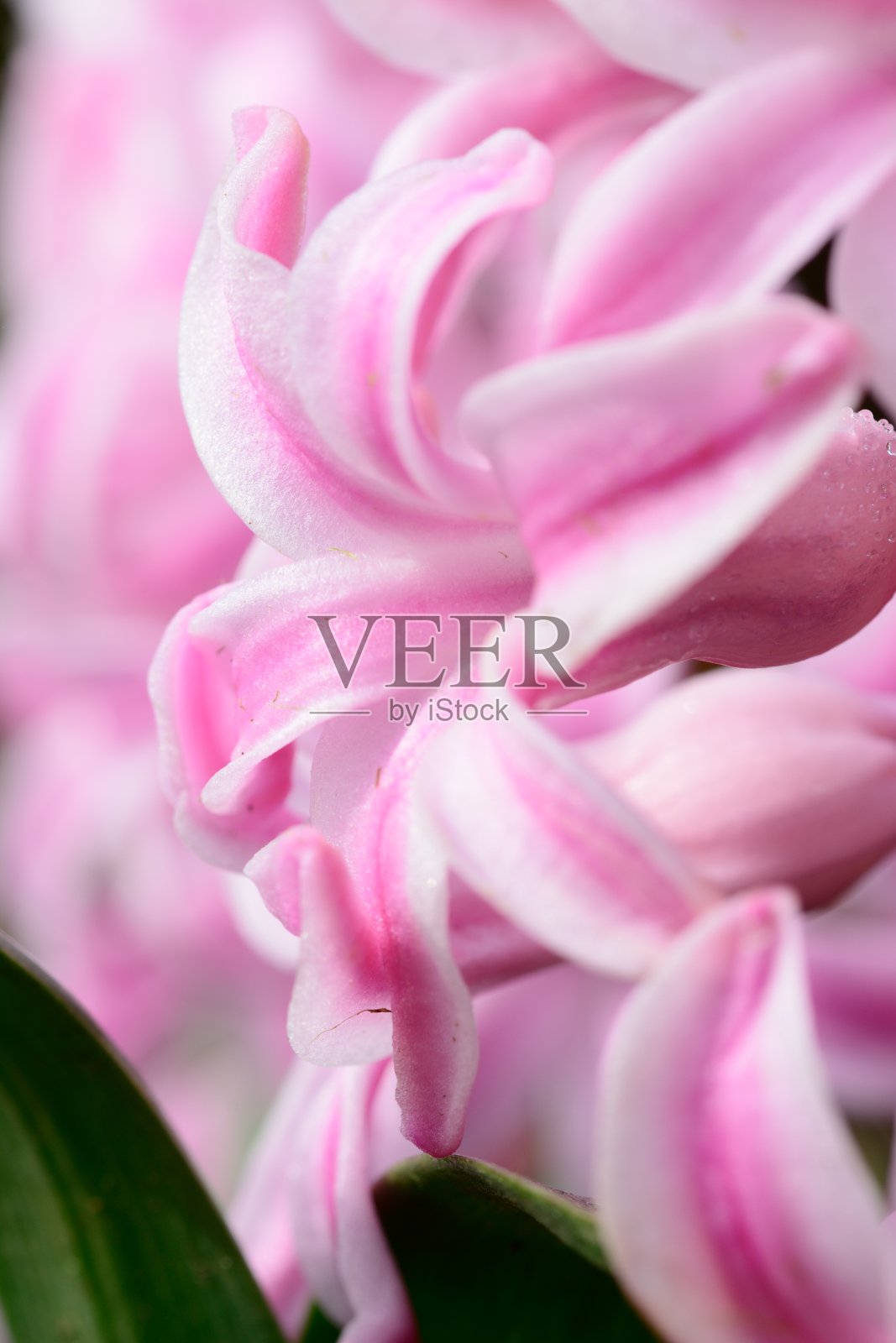 粉色风信子花照片摄影图片