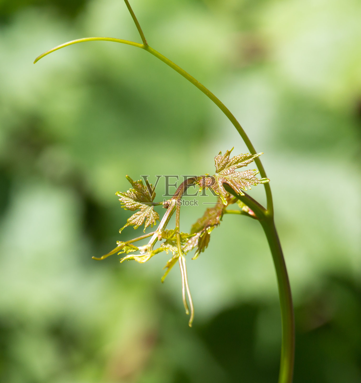 自然生长的葡萄照片摄影图片