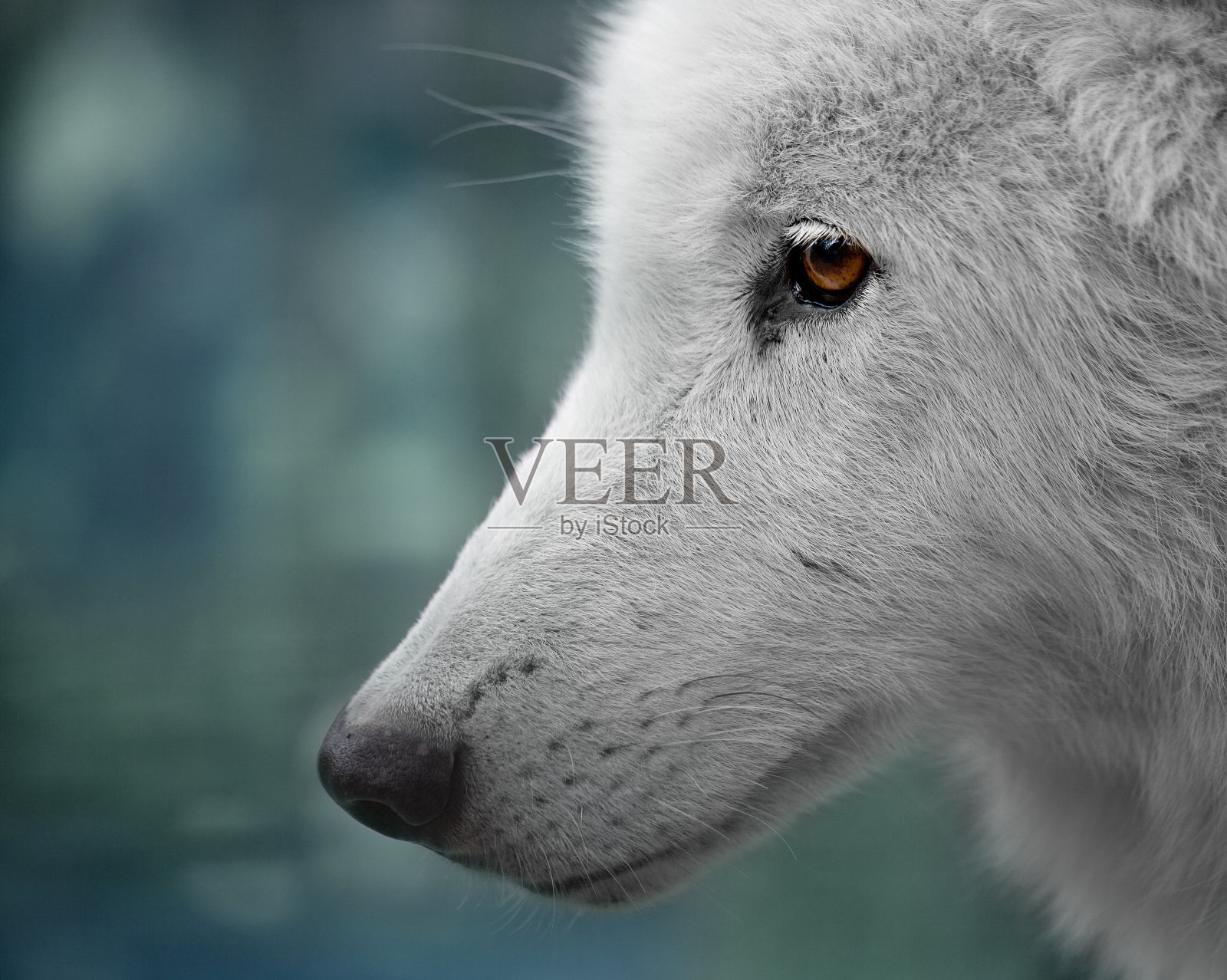 白色的狼照片摄影图片