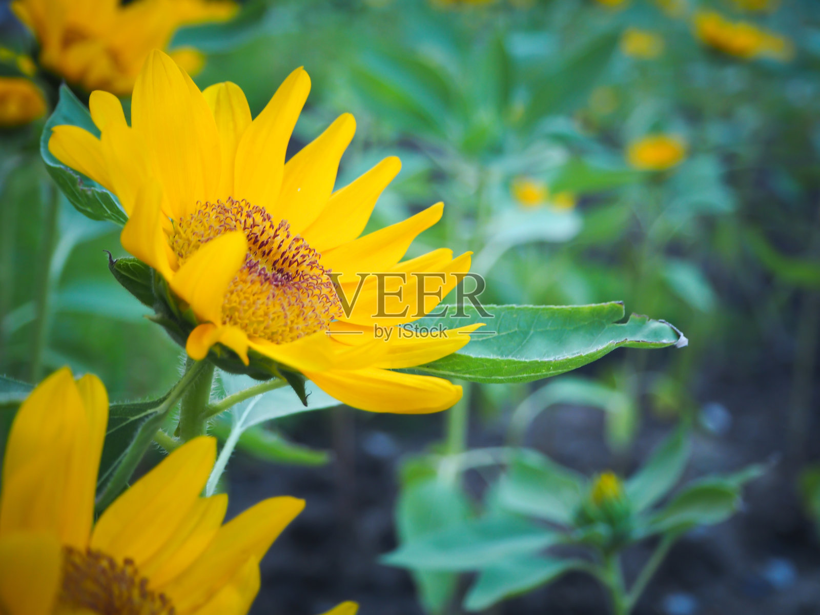 聚焦美丽的黄色向日葵与绿色树叶模糊的背景。照片摄影图片