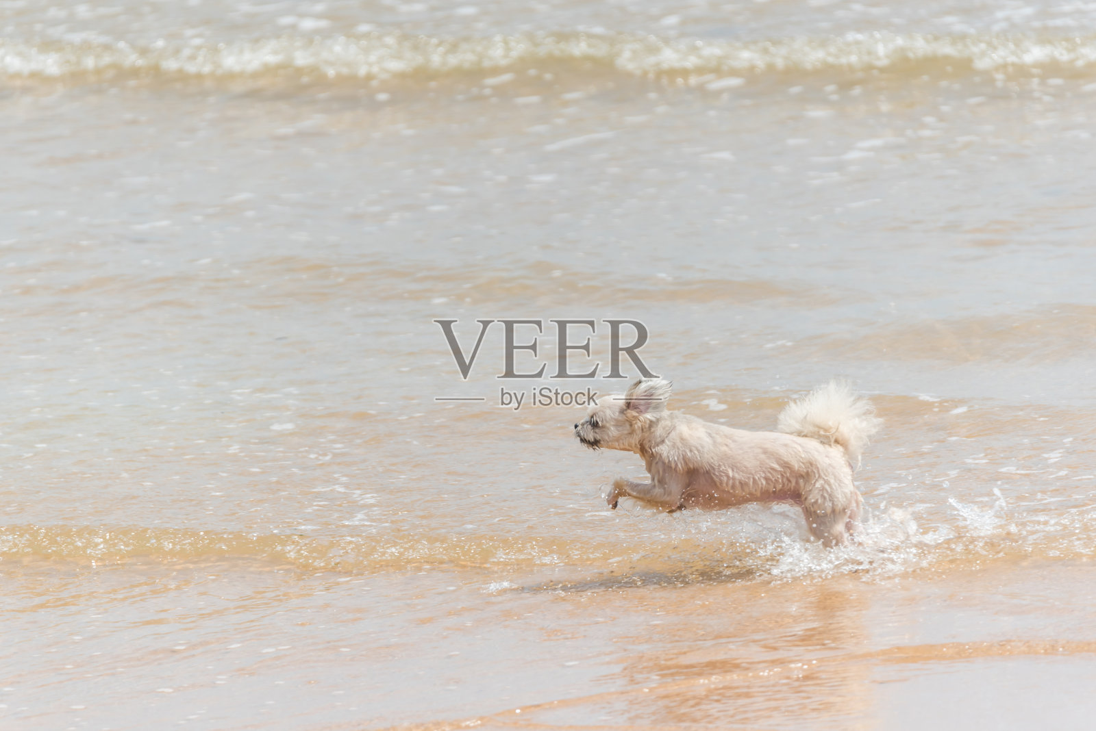 米色的狗狗非常可爱，它和西施、博美、狮子狗一起在海滩上奔跑，在海边和海滩一起旅行时很开心照片摄影图片