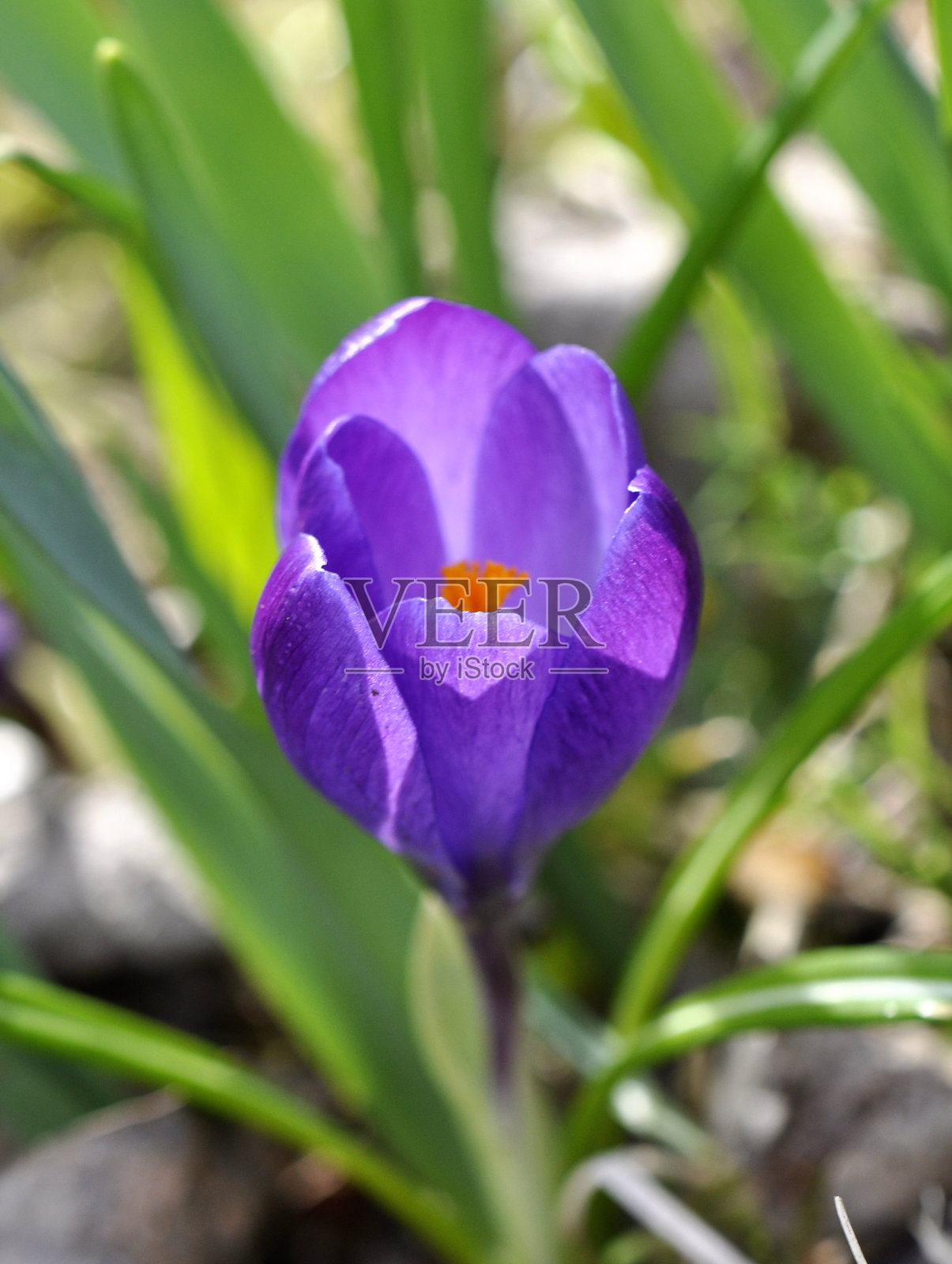 紫色的番红花照片摄影图片