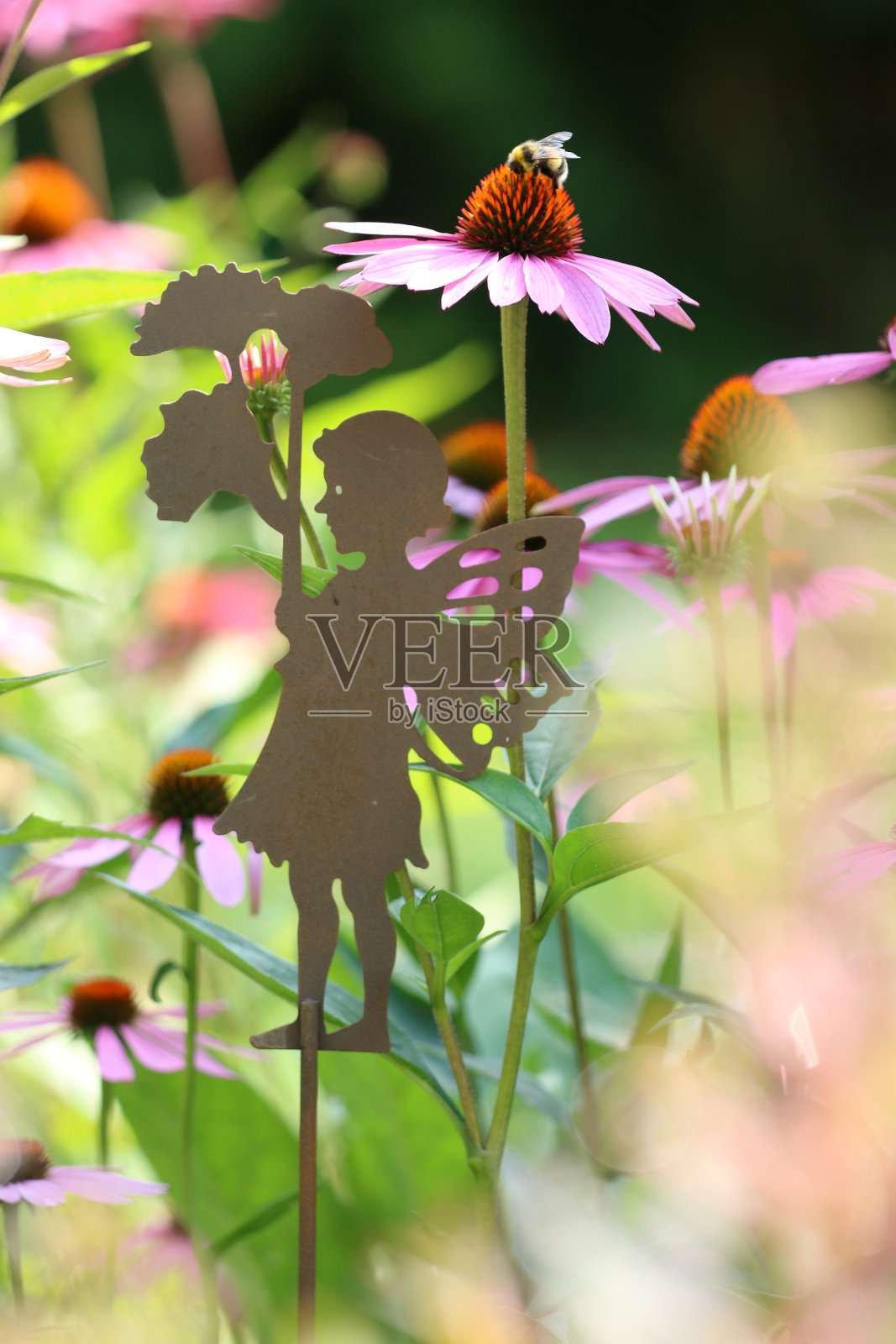 紫锥菊照片摄影图片