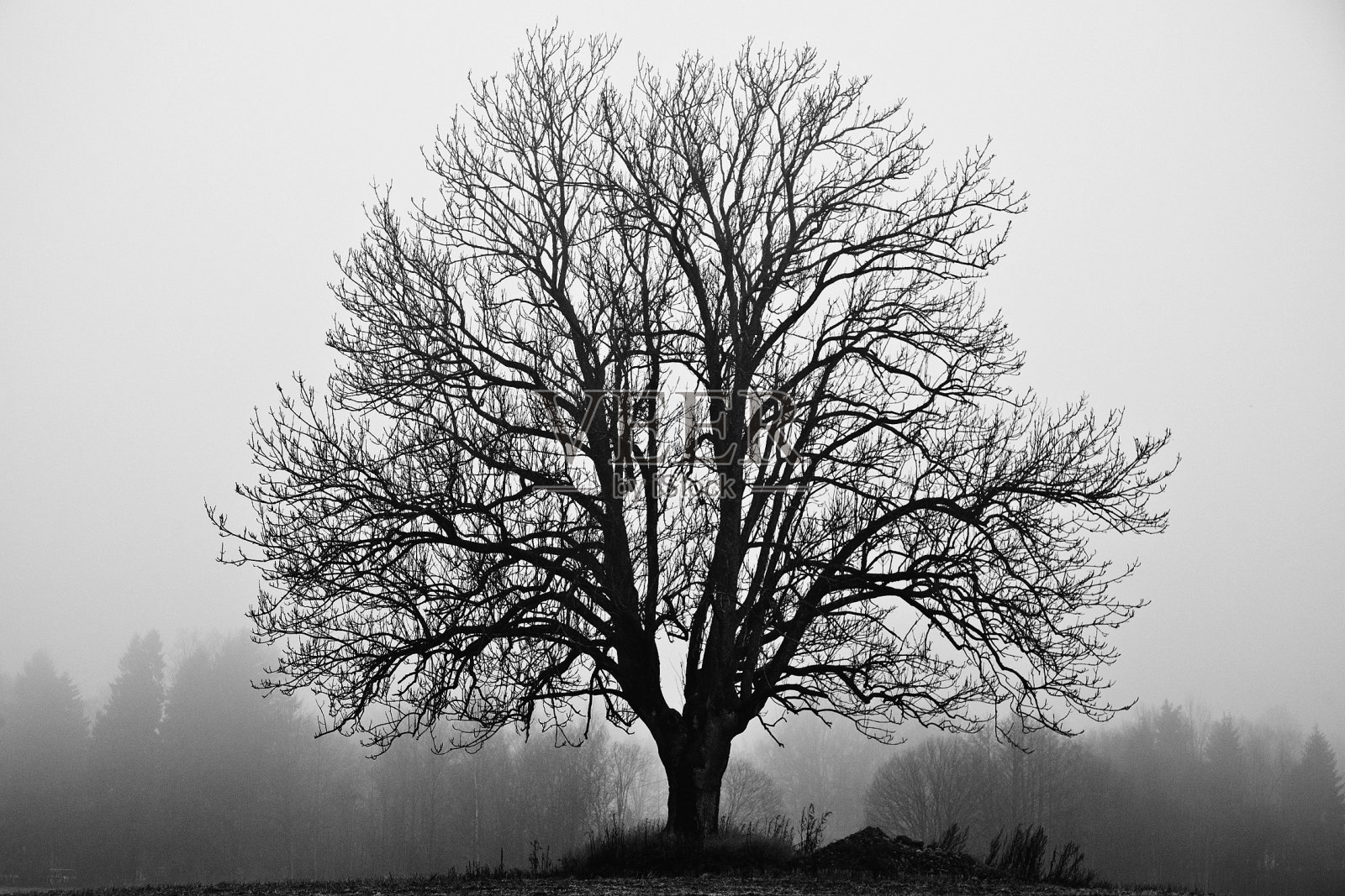 这棵树照片摄影图片