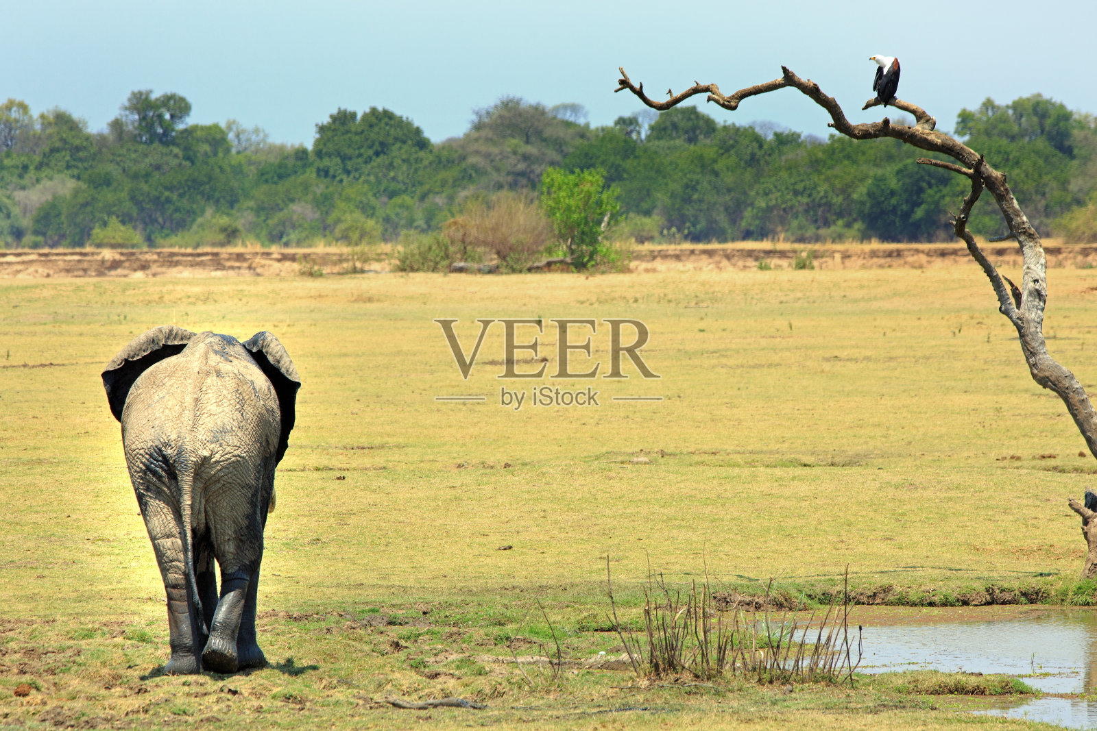在开阔的非洲平原上，一只大象和一只鱼鹰在光秃秃的树上照片摄影图片