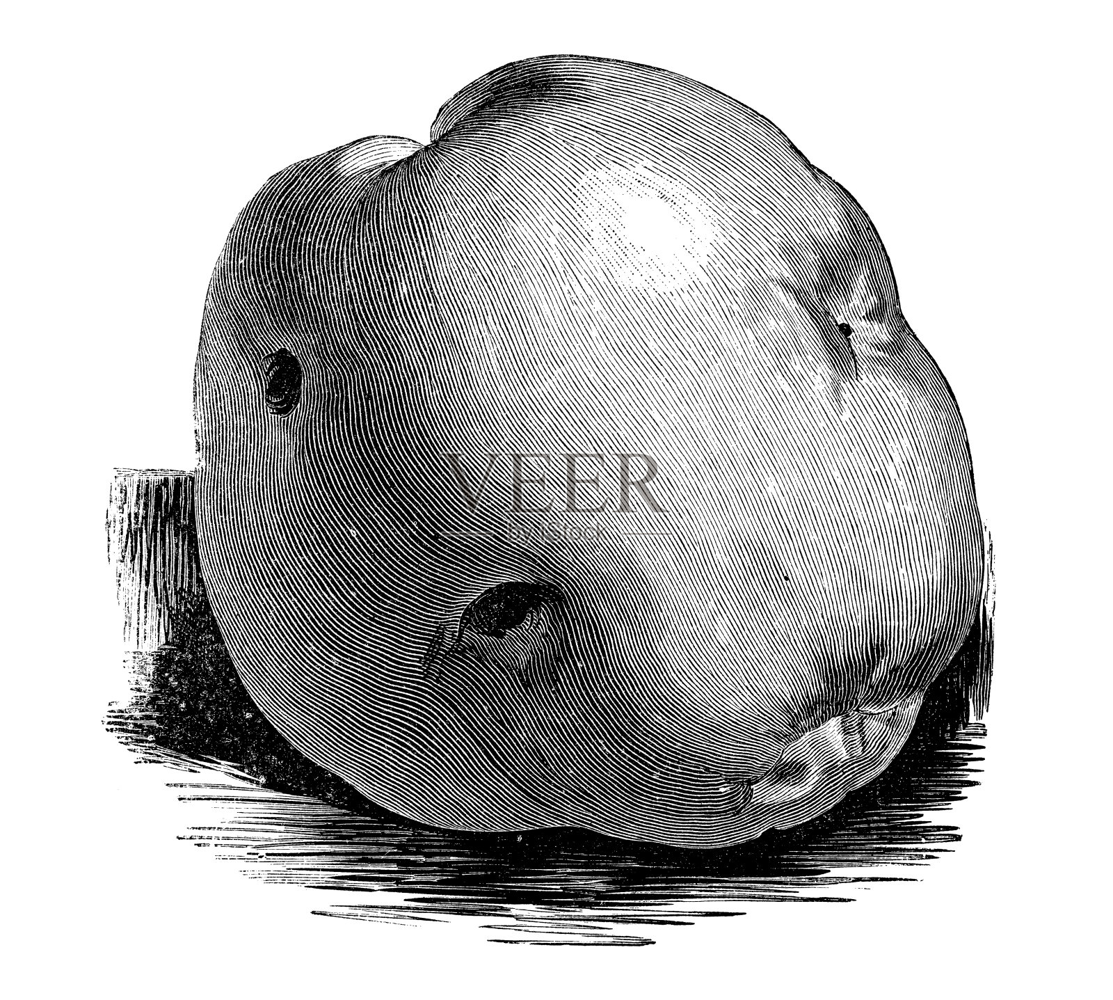 植物、蔬菜、植物仿古雕刻插图:马铃薯Jeancé插画图片素材
