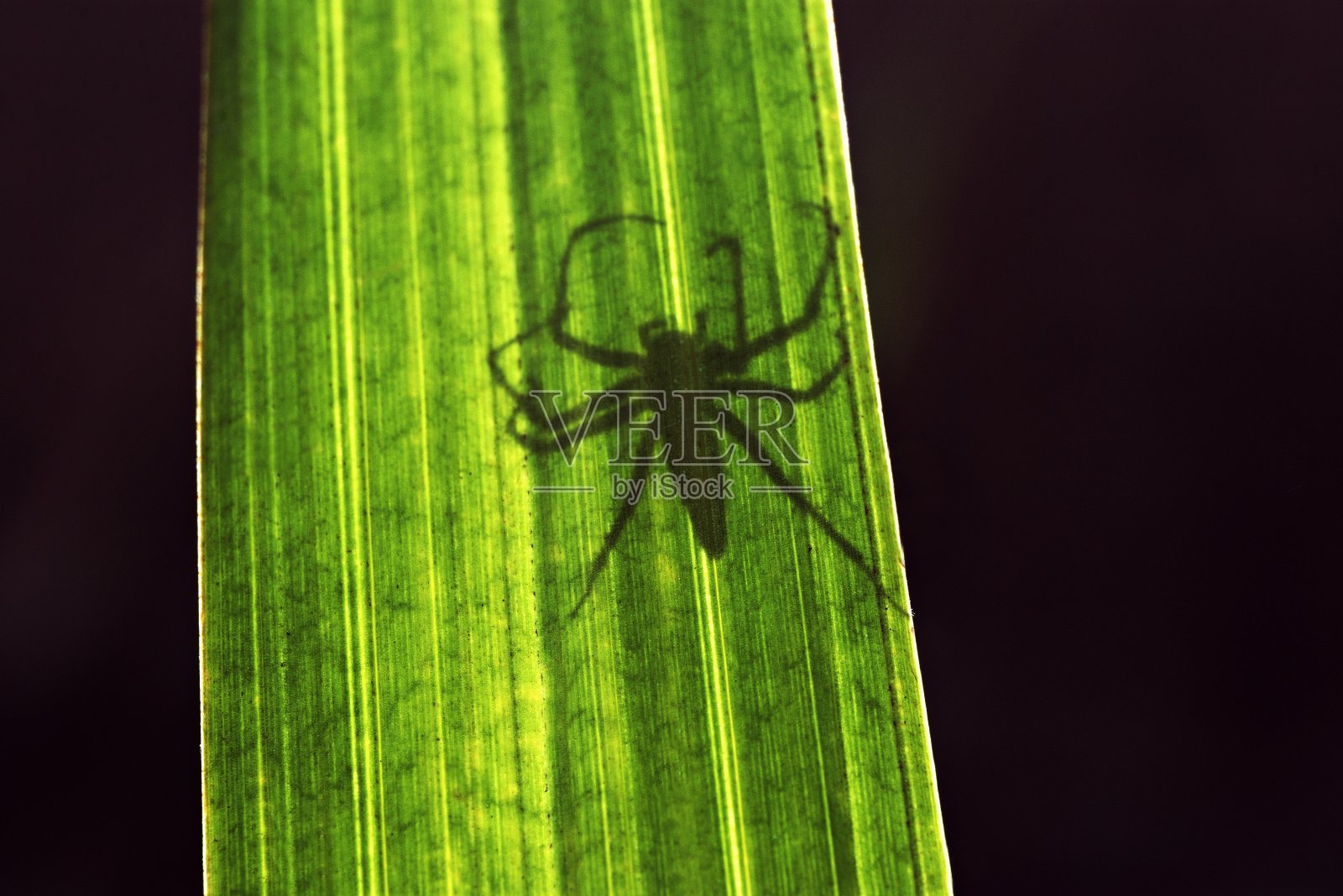 小蜘蛛的影子在长长的绿叶上。照片摄影图片