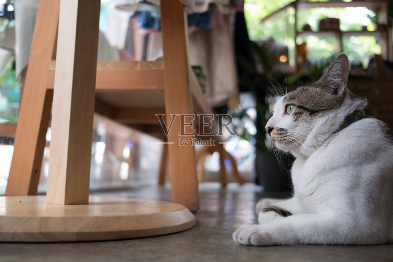 亚洲，泰国Cat -(选择性聚焦)照片摄影图片