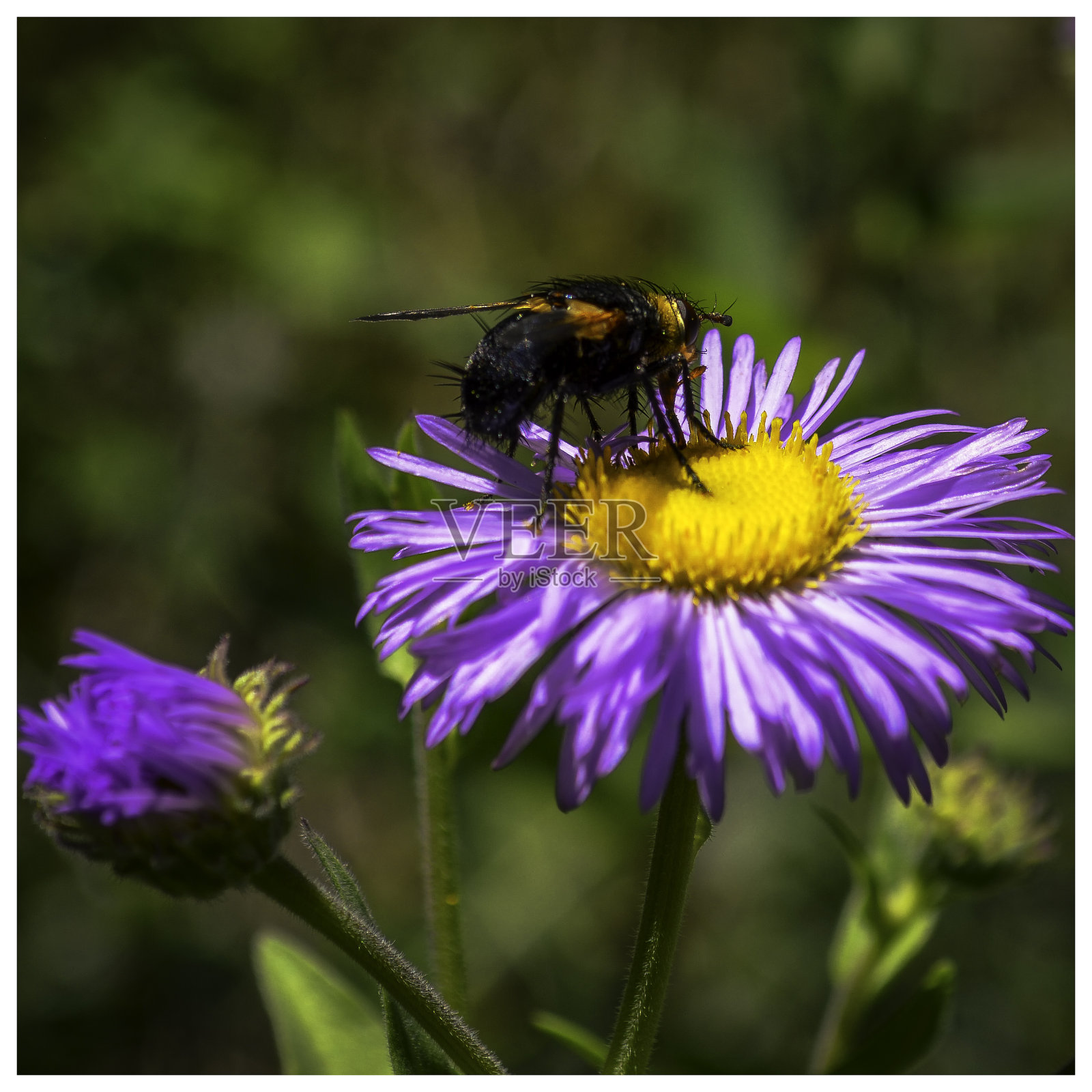 花上的大黄蜂照片摄影图片