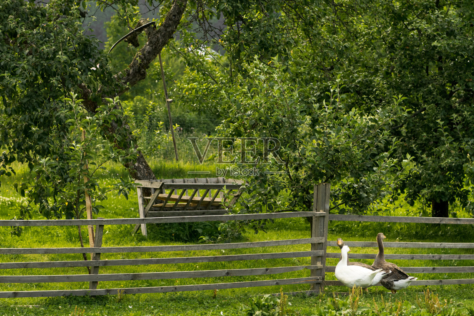 鹅站在照片摄影图片