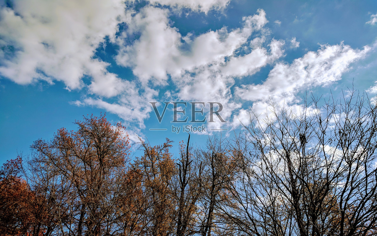 倒下的树和天空照片摄影图片