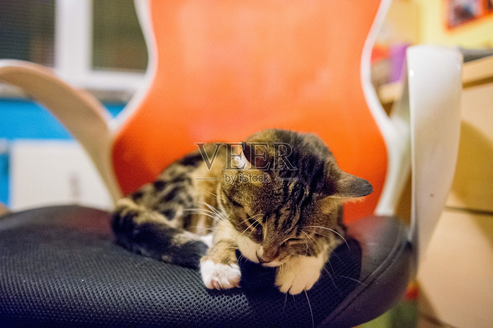 爱玩的家猫在家里照片摄影图片