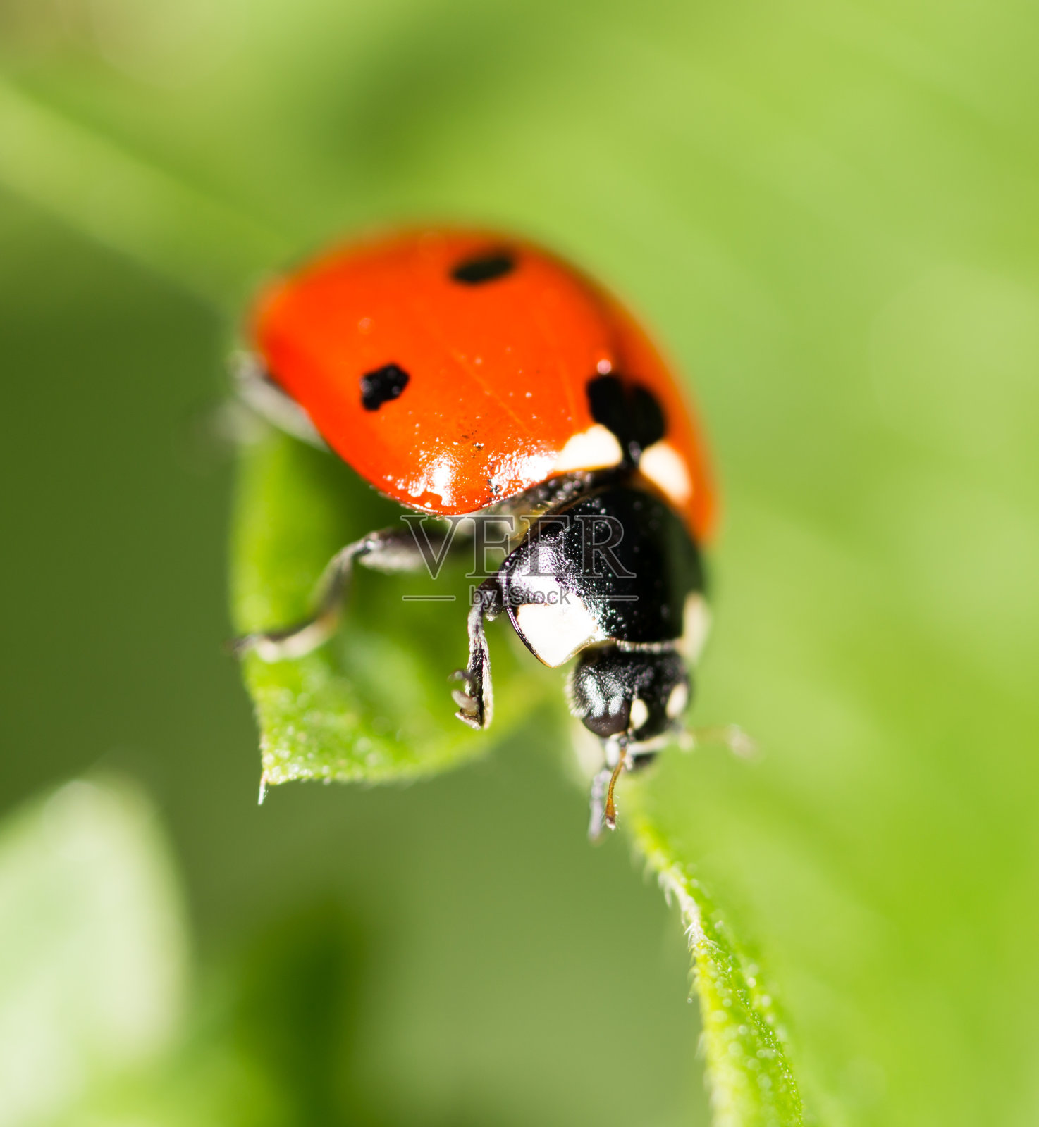 大自然中绿叶上的瓢虫照片摄影图片