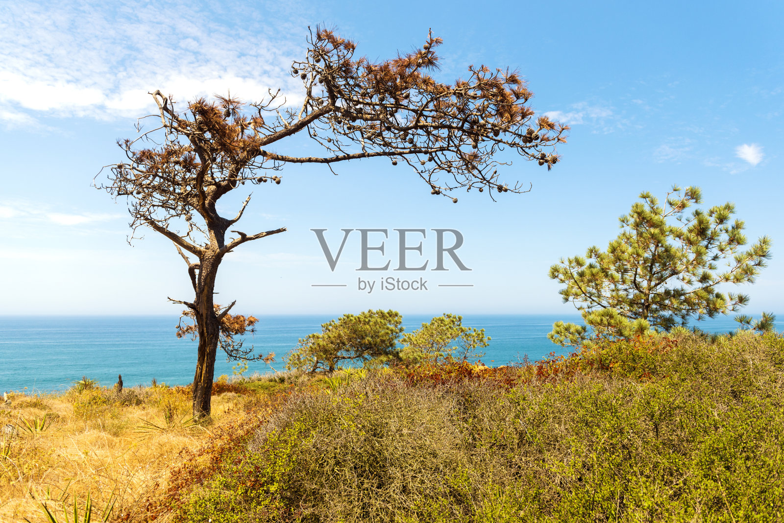 Torrey Pines州立自然保护区，圣地亚哥照片摄影图片