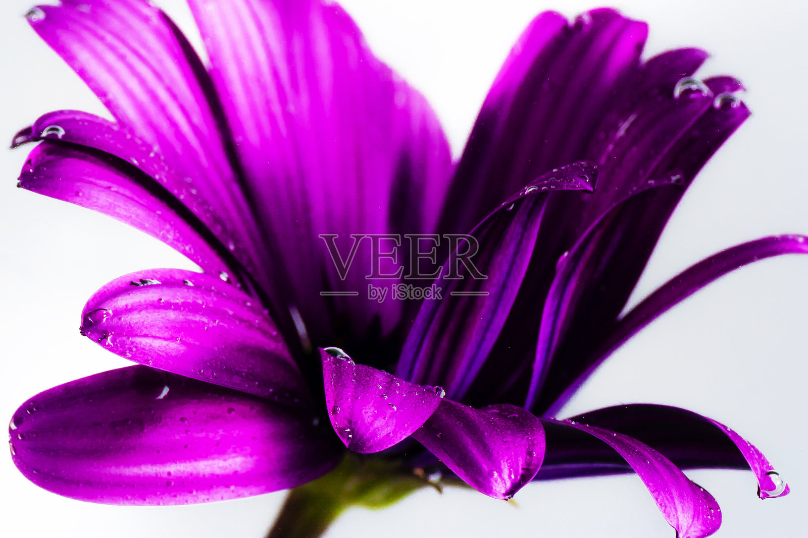 顽皮的紫色雏菊在水里照片摄影图片