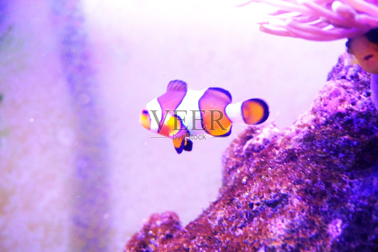 珊瑚园的小丑鱼-东南亚热带原始水域照片摄影图片