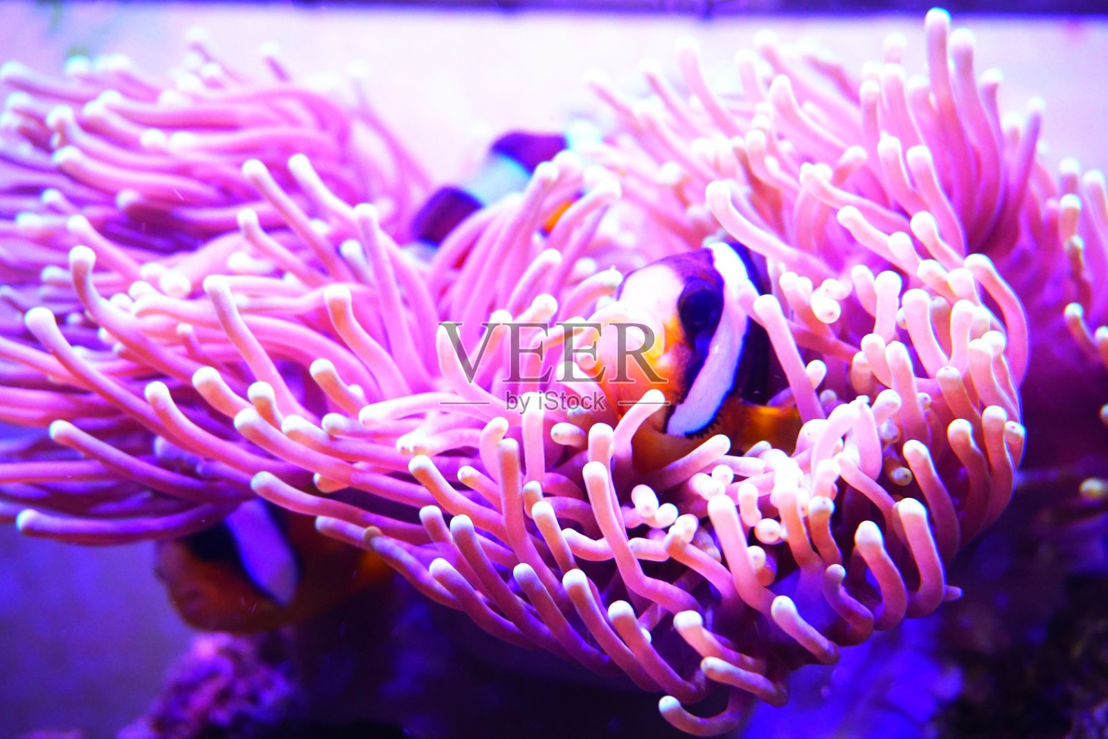 珊瑚园的小丑鱼-东南亚热带原始水域照片摄影图片