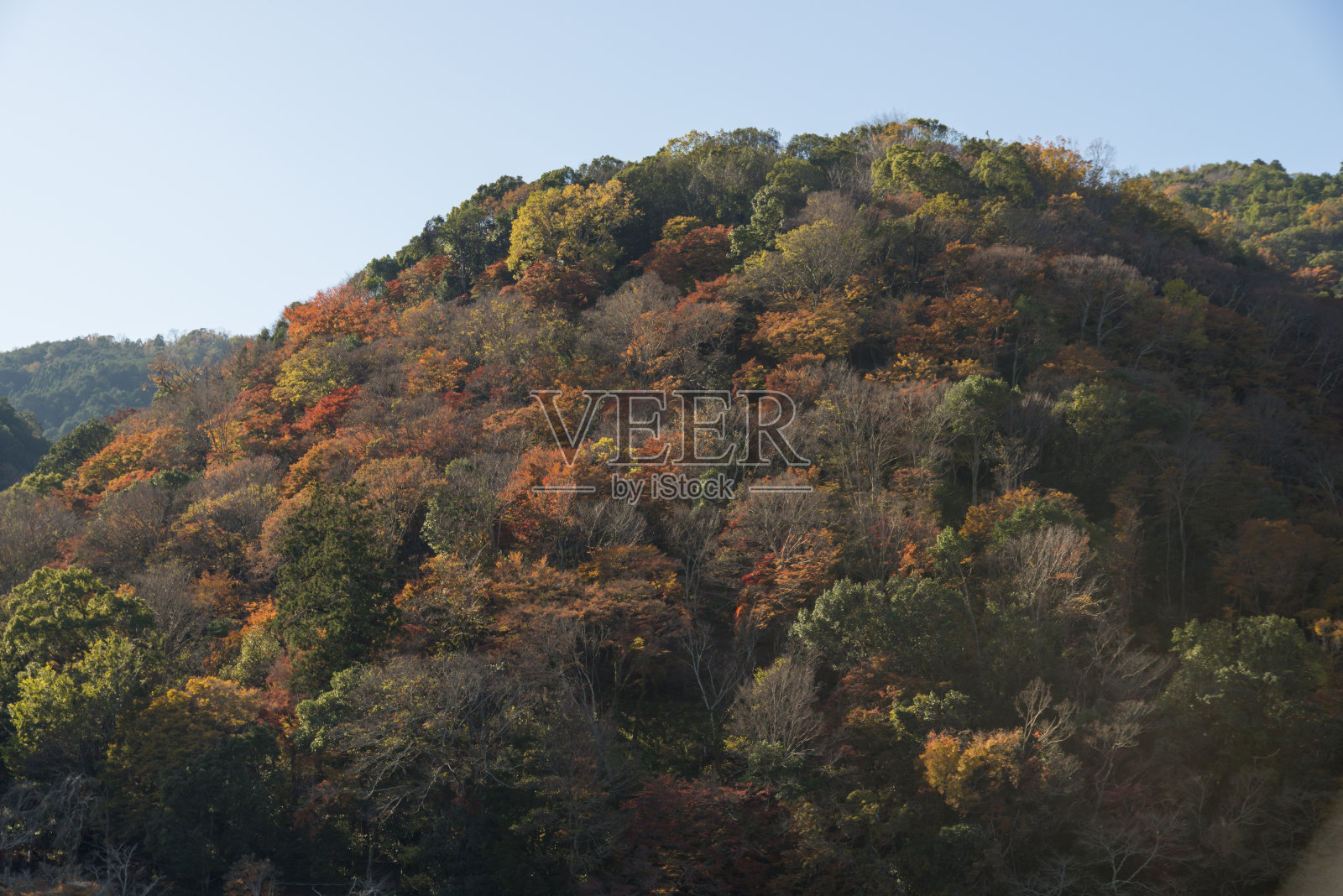 秋日的岚山(日本京都)照片摄影图片