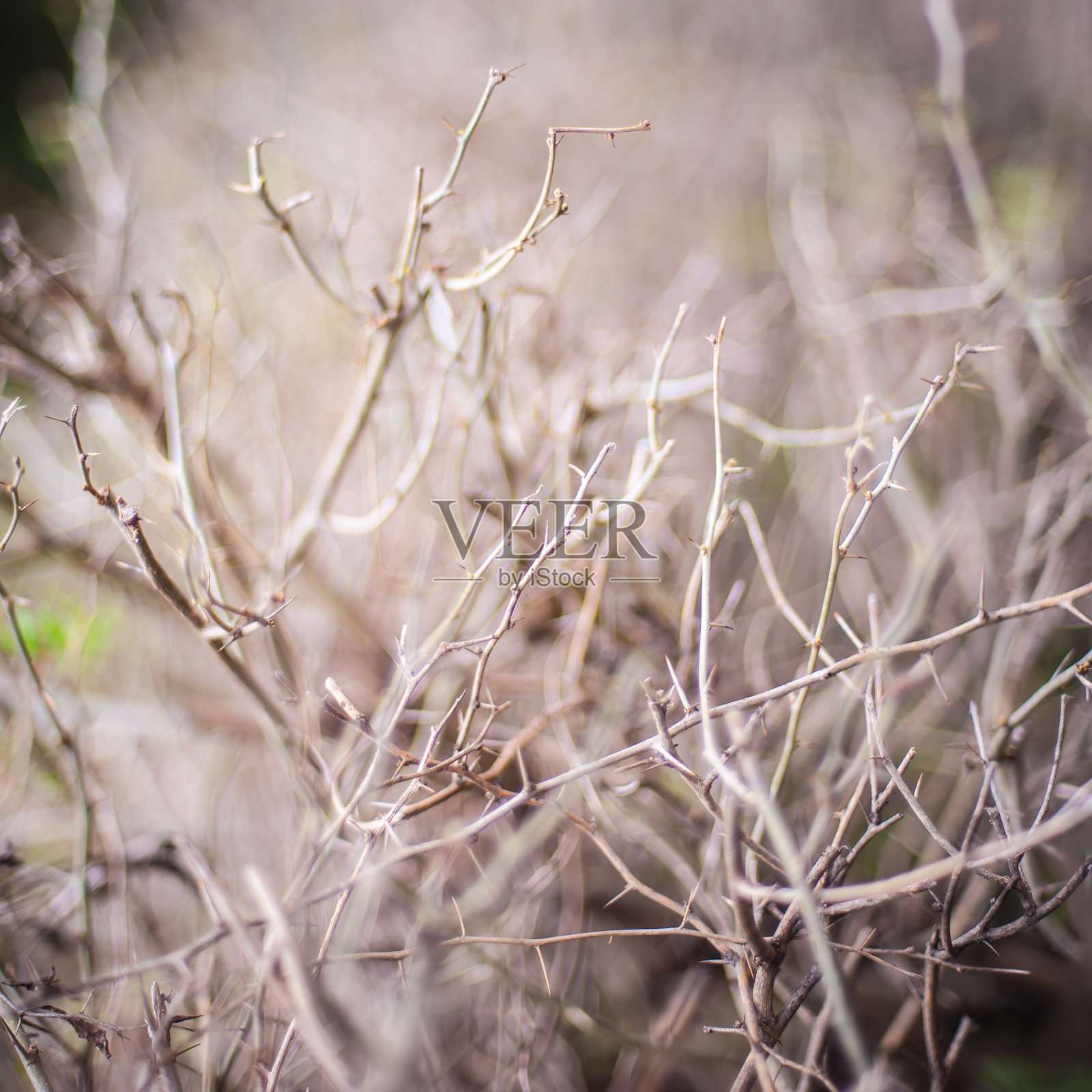 背景模糊的带有刺的野玫瑰茎照片摄影图片