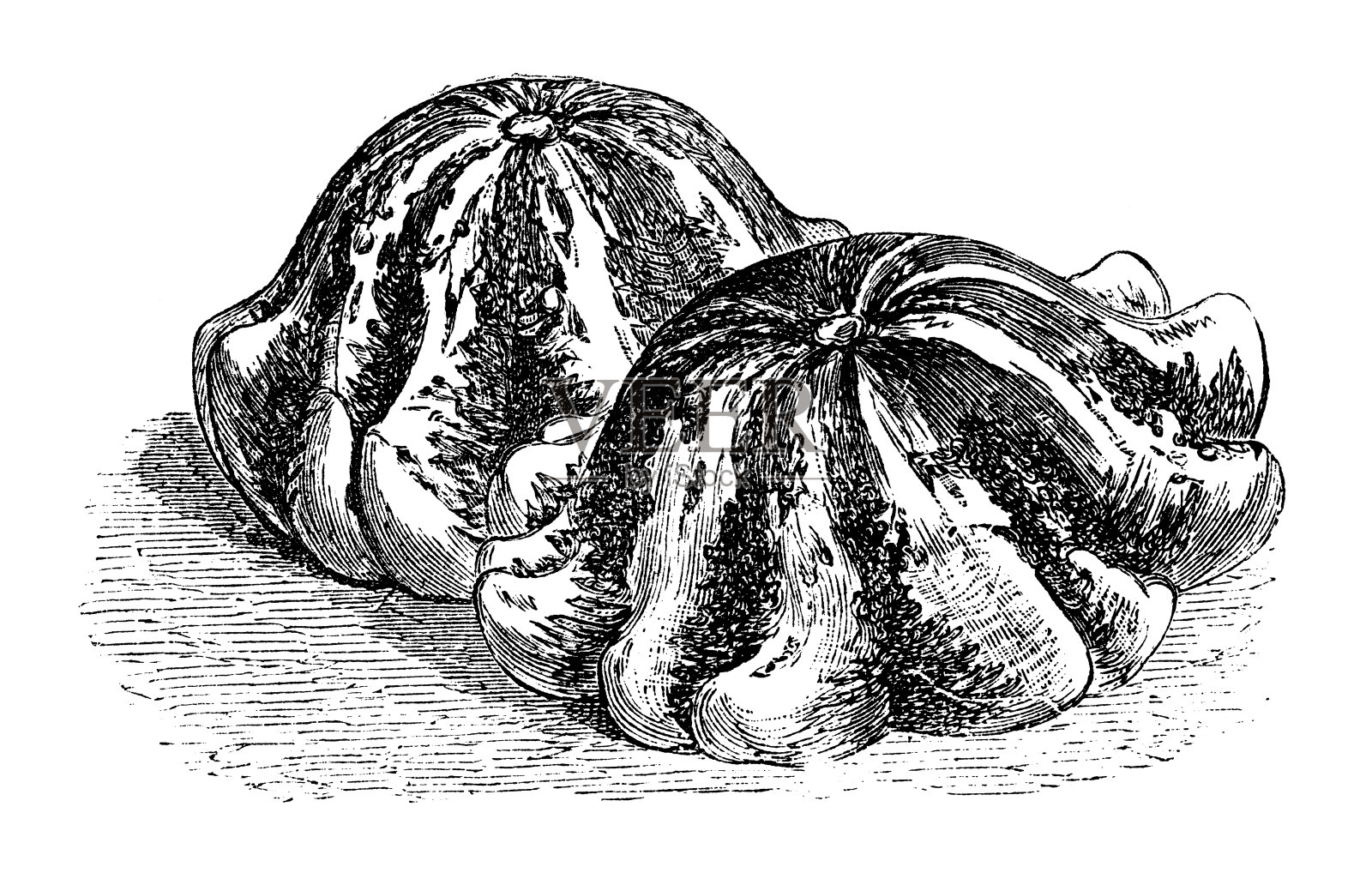 植物学蔬菜植物仿古雕刻插图:瓜冠、西葫芦插画图片素材