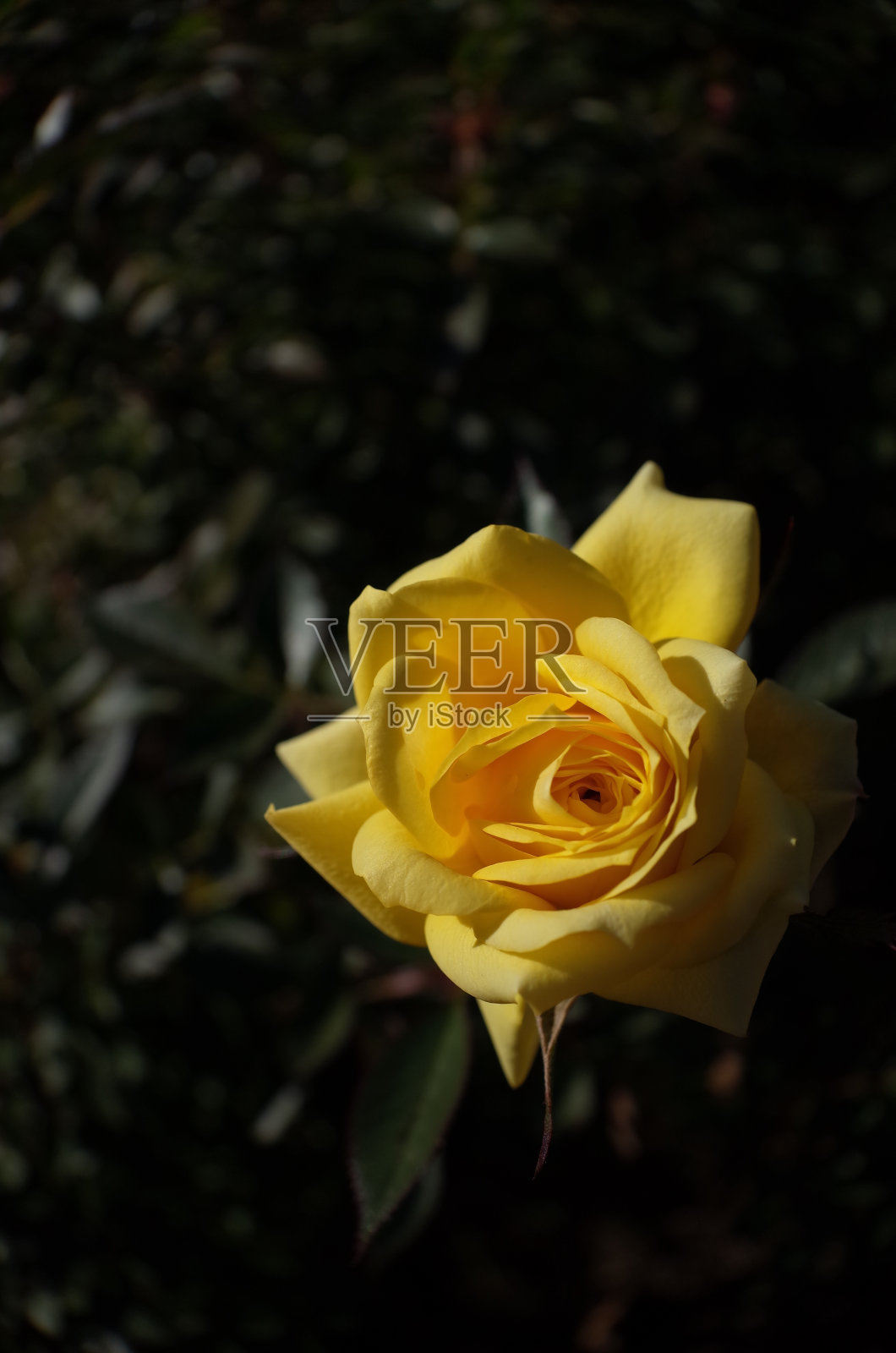 花的玫瑰照片摄影图片