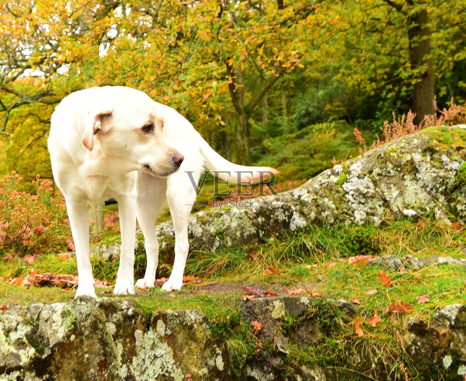 湖区的拉布拉多寻回犬照片摄影图片