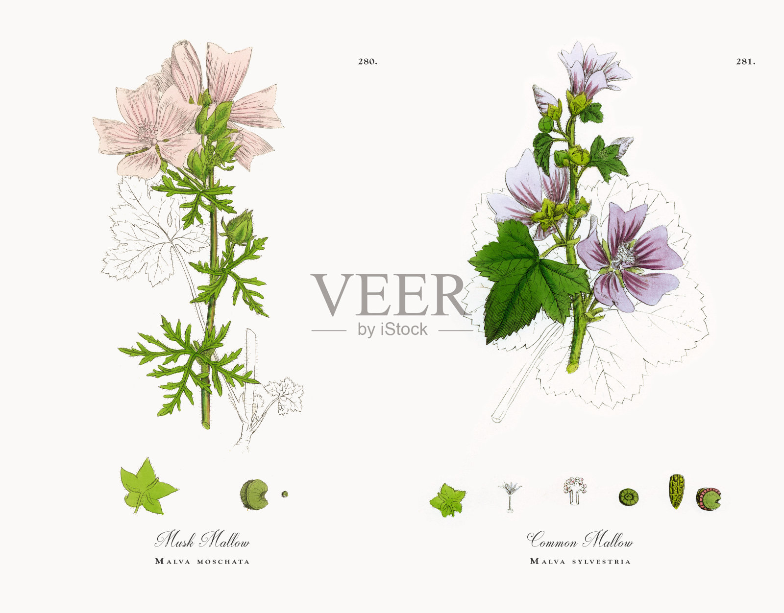 麝香锦葵，Malva moschata，维多利亚植物学插图，1863年设计元素图片