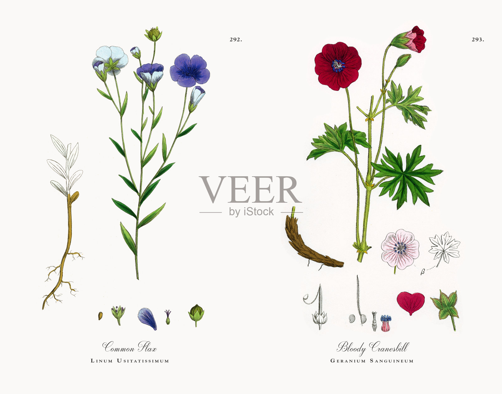 普通亚麻，亚麻，维多利亚植物学插图，1863年插画图片素材