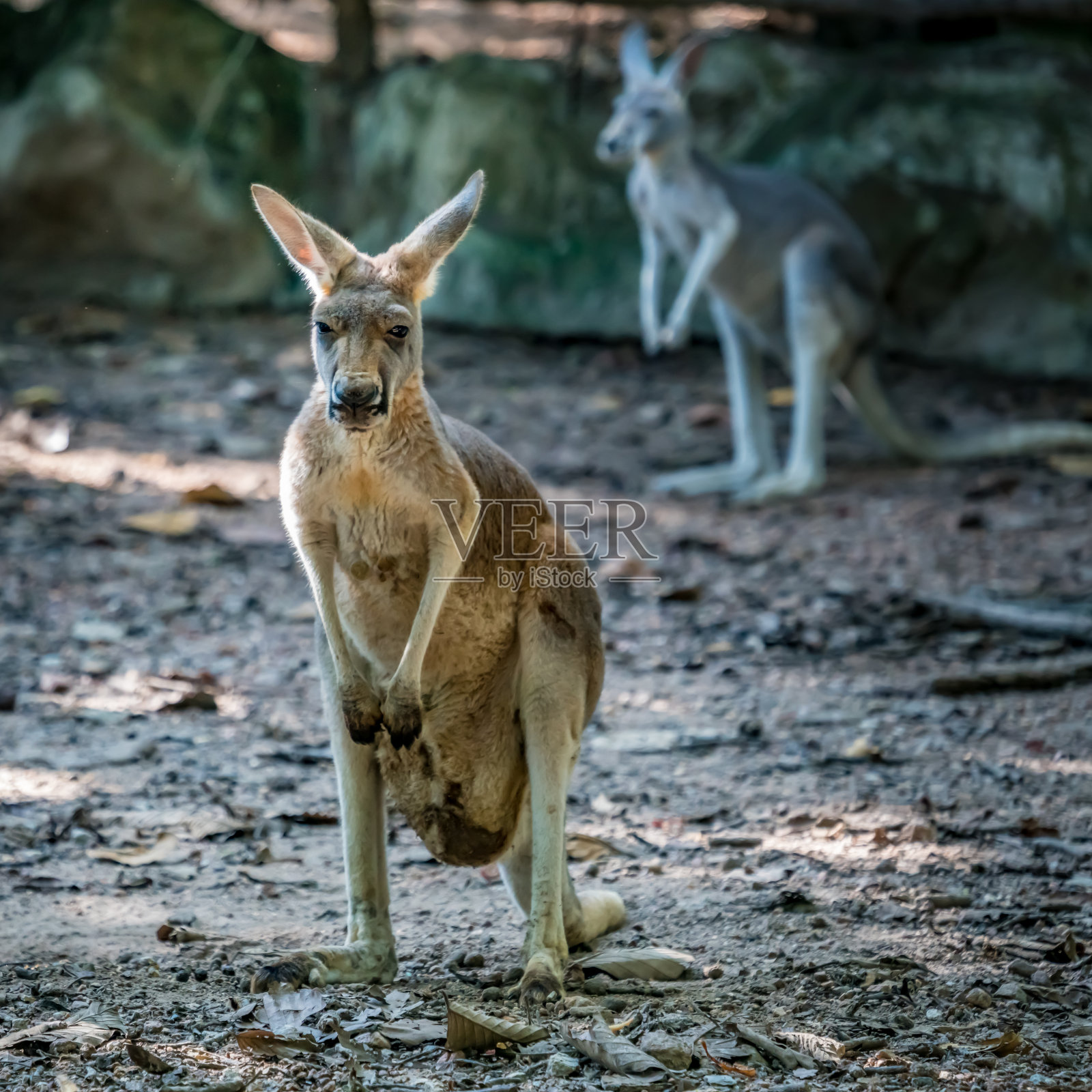袋鼠照片摄影图片