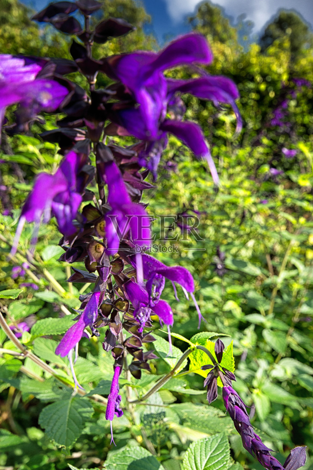 花坛里的鼠尾草花照片摄影图片