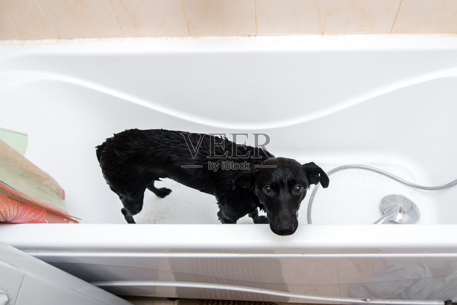 可爱的狗站在浴缸里等着被洗照片摄影图片
