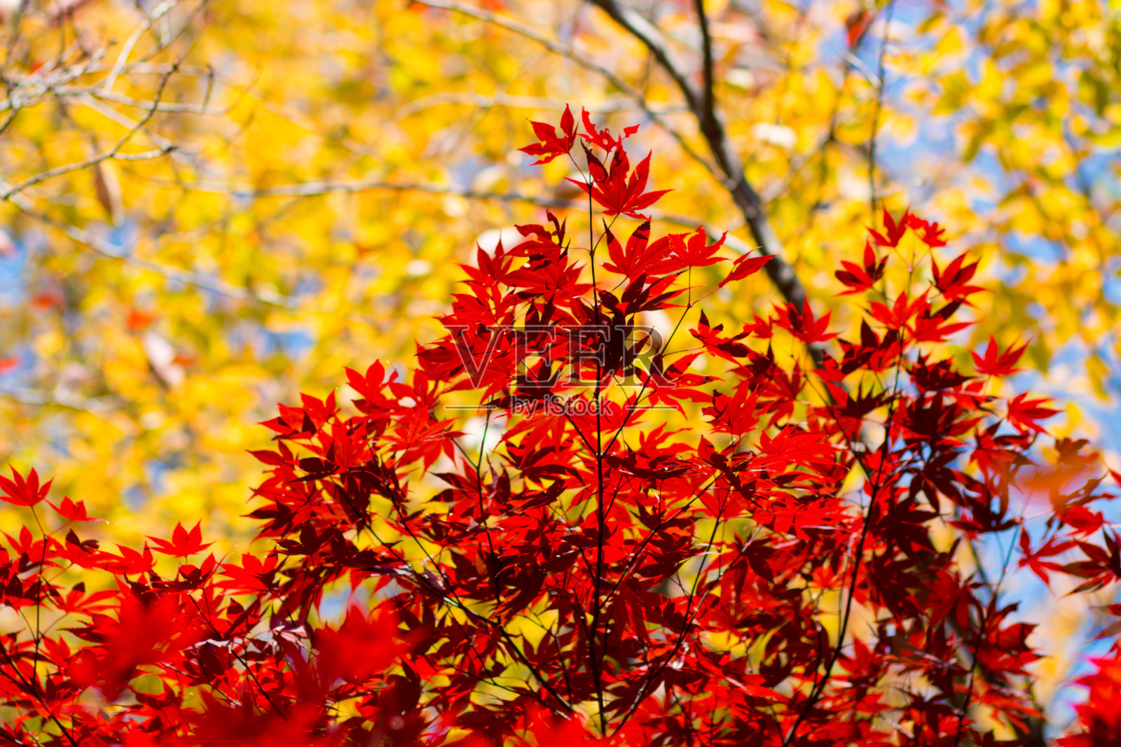 韩国釜山的秋叶照片摄影图片