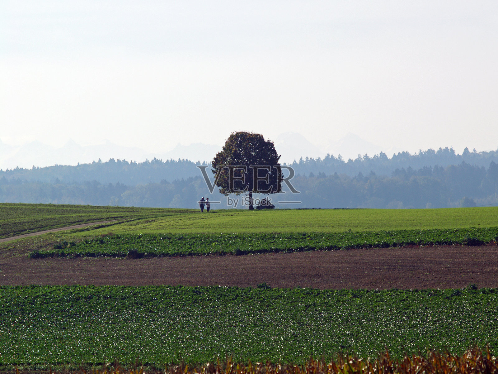 乡间寂寞的树照片摄影图片
