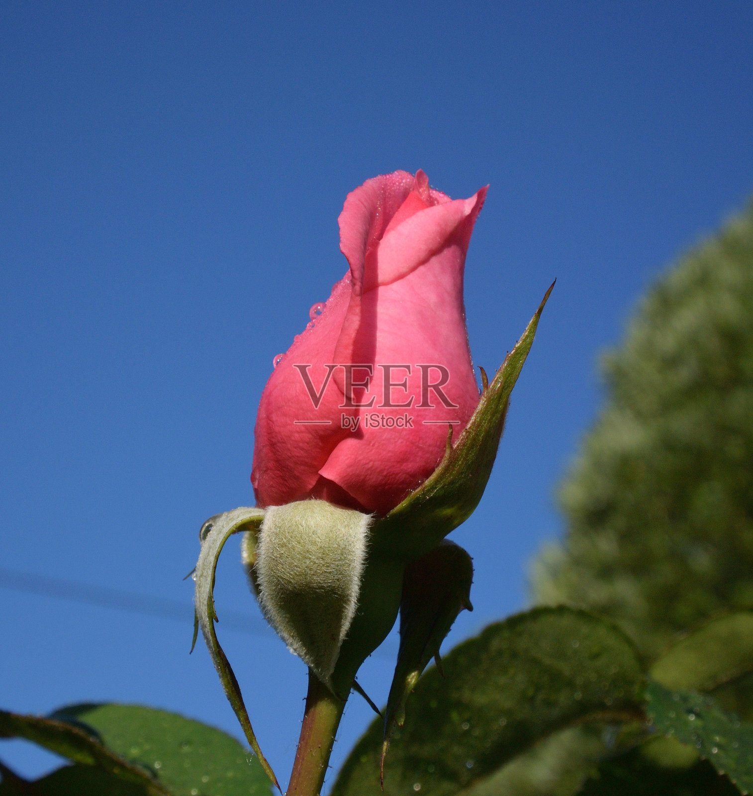 天空背景上的玫瑰花蕾照片摄影图片