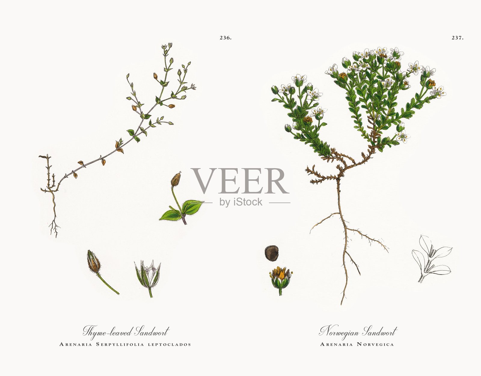 百里香叶的沙蒿，沙蒿属，维多利亚植物学插图，1863年设计元素图片