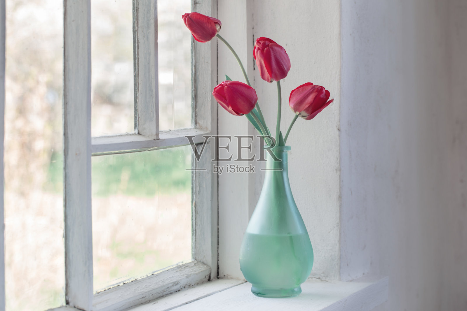 白色背景上的花瓶上的红色郁金香照片摄影图片