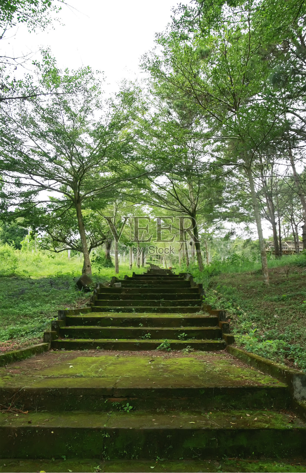 山上有许多长满青苔的石阶照片摄影图片