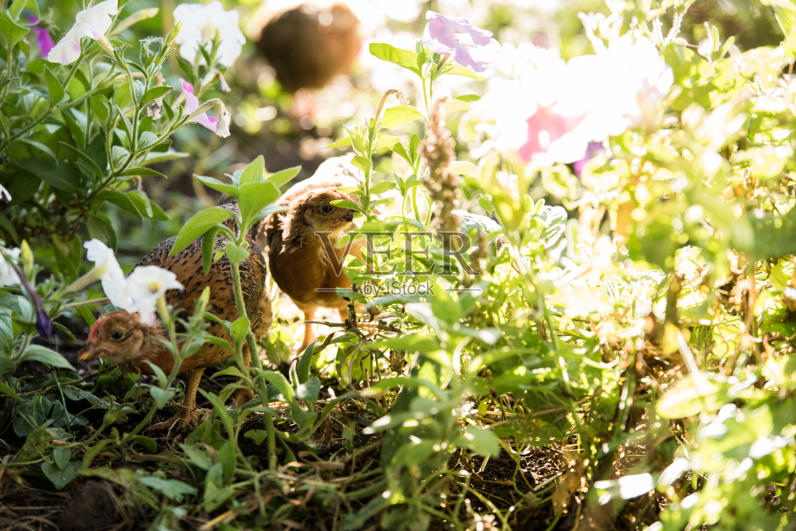 夏日里，小鸡们在花园里的草丛中飞翔照片摄影图片