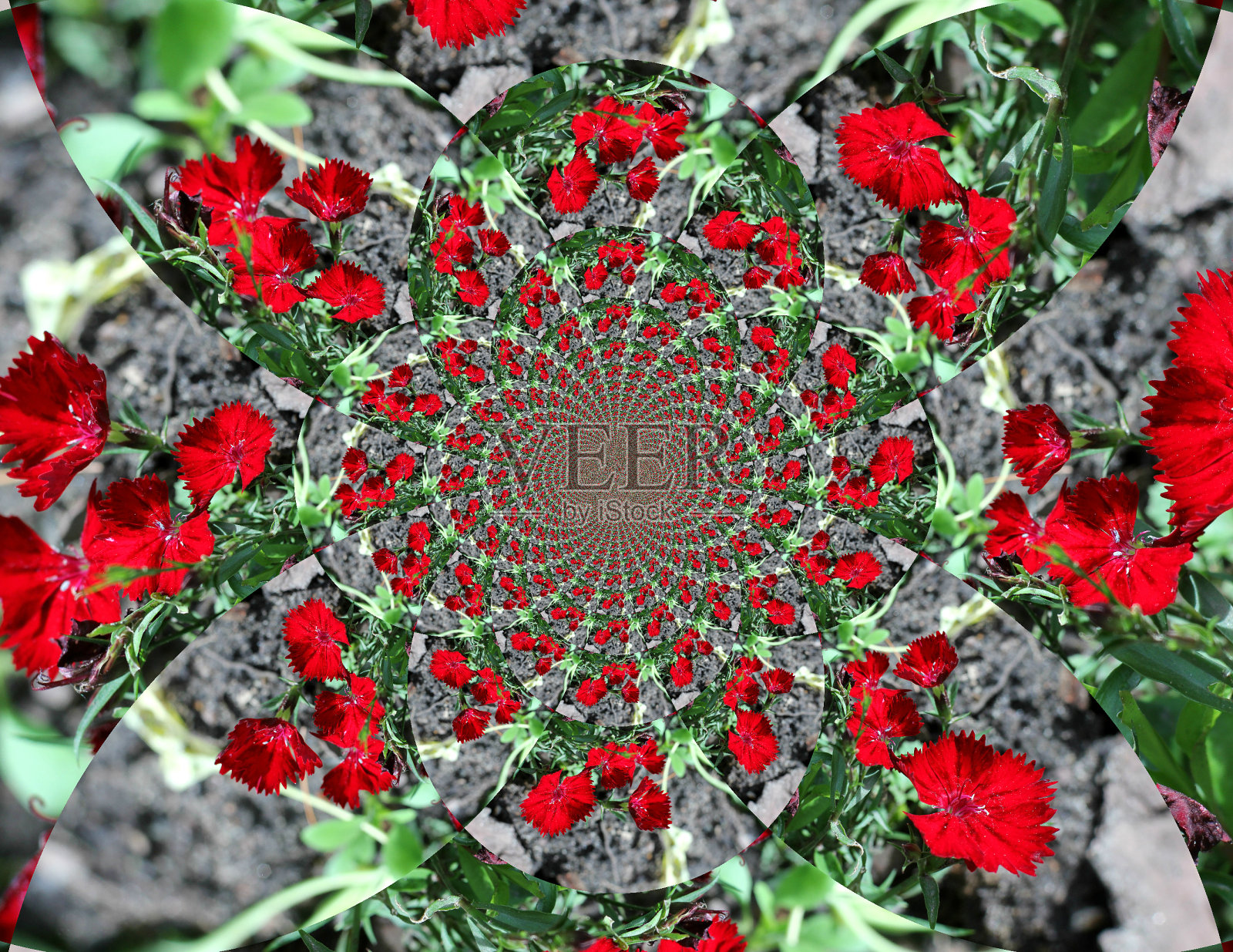 鲜红色花朵的抽象形象照片摄影图片