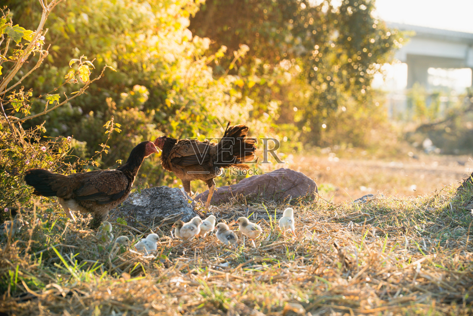 找到户外食物的鸡照片摄影图片