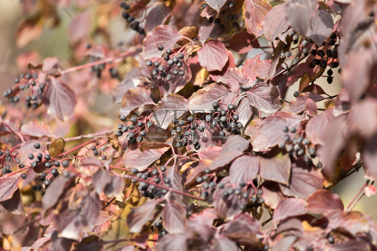 秋天树上的黑浆果照片摄影图片