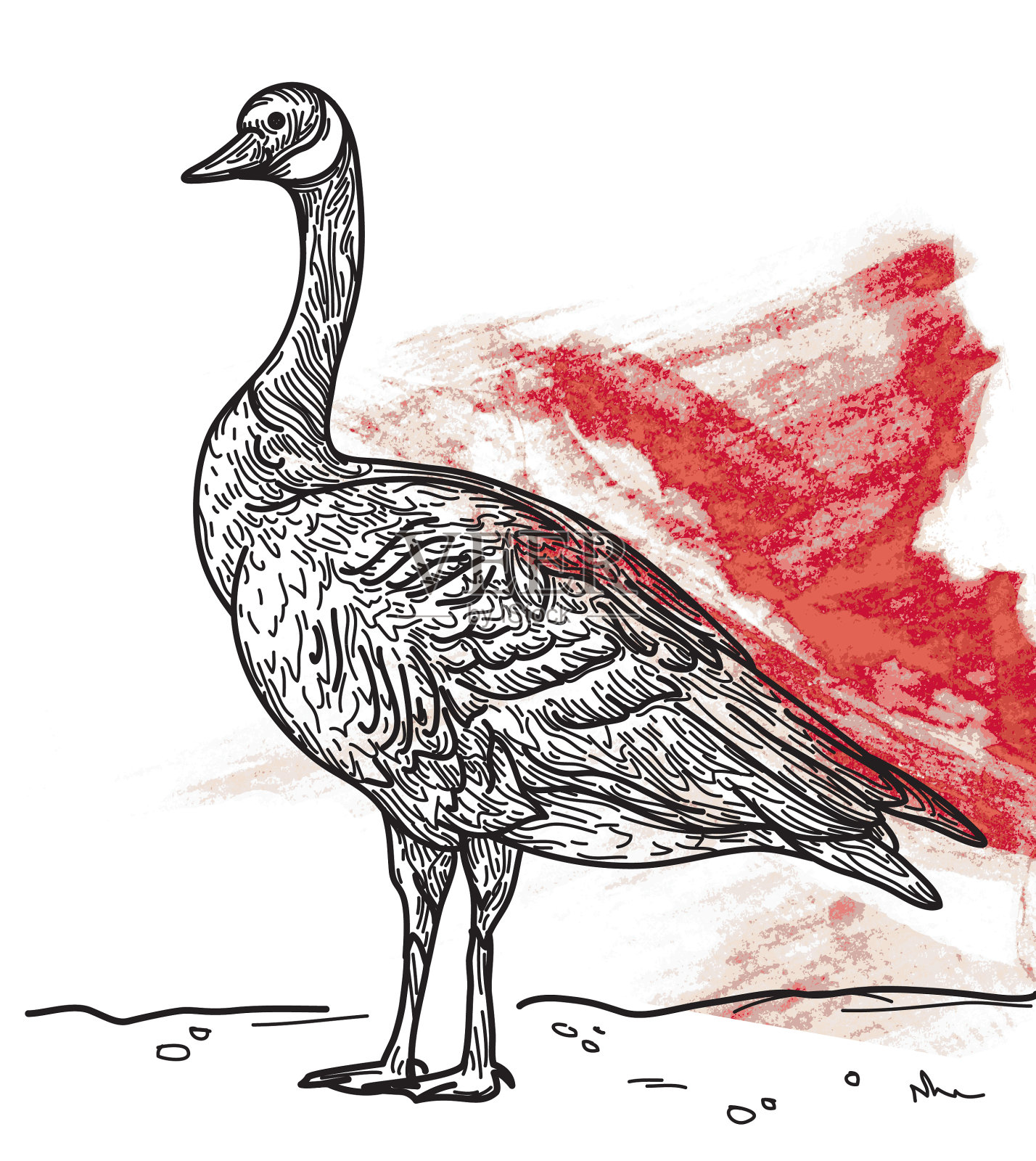 黑额黑雁插画图片素材