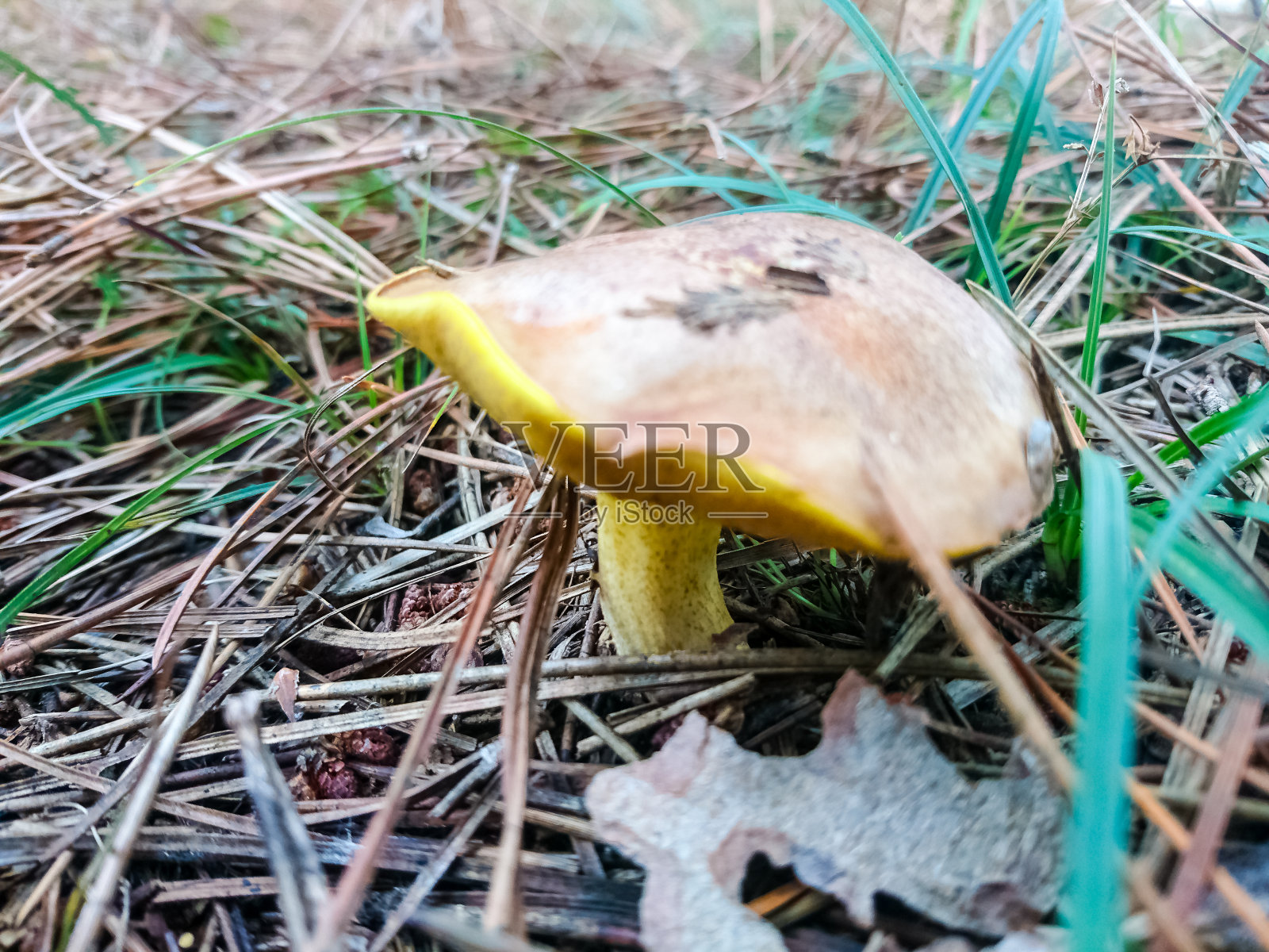 蘑菇照片摄影图片